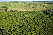 Aerial view of Coffee plantation, Rondônia State, Western Brazil.