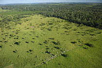 Aerial view of cattle grazing on pasture land taken from Amazon upland (Terra-firme) rainforest, Rondônia State, Brazil.