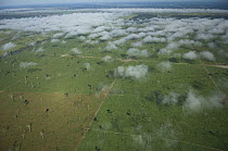 Aerial view of pasture land created by deforestation of the Amazon upland (Terra-firme) rainforest, Rondônia State, Brazil.
