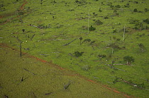 Aerial view of pasture land created by deforestation of Upland (Terra-firme) amazon rainforest, Northern Mato Grosso State, Western Brazil.