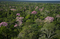 Aerial view of Pink Ipê trees (Tabebuia avellanedae) flowering in the Amazon upland rainforest, Northern Mato Grosso State, Brazil.