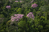 Aerial view of Pink ipê trees (Tabebuia avellanedae) flowering in the Amazon upland rainforest, Northern Mato Grosso State, Brazil.