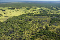 Aerial view of large stands of "buriti" palms (Mauritia flexuosa) and swampy fields of Guaporé Biological Reserve, Western Rondônia State, Western Brazil.