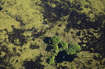 Aerial view of Egrets flying over stand of "buriti" palms (Mauritia flexuosa) and swampy fields of Guaporé Biological Reserve, Western Rondônia State, Western Brazil.