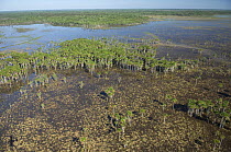 Aerial view of large stands of "buriti" palms (Mauritia flexuosa) in swampy areas of Guaporé Biological Reserve, Western Rondônia State, Western Brazil.