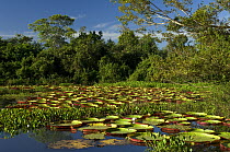 Giant water lilies (Victoria cruziana) near Cáceres town, Mato Grosso State, Western Brazil.