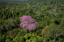 Aerial view of flowering pink Ipê tree (Tabebuia avellanedae) in the Amazon upland rainforest, Northern Mato Grosso State, Western Brazil.