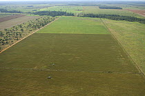 Aerial view of Soya bean plantation created by deforestation of rainforest, Western Mato Grosso State, Western Brazil.