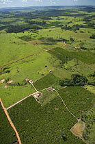 Aerial view of Coffee plantation, in Rondônia State, Western Brazil.