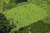 Aerial view of deforestation to create cattle pasture land from amazon upland rainforest, Rondônia State, Brazil.