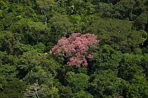 Aerial view of Pink Ipê tree (Tabebuia avellanadae) at Três Irmos Sierra, on the banks of Madeira River, Rondônia State, Brazil.