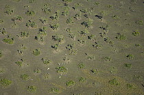 Aerial view of vegetation growing on old termite mounds enabling the plants to grow above the level of the annual flood, Rondônia State, Western Brazil.