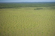 Aerial view of vegetation growing on old termite mounds enabling the grass to grow above the level of the annual flood, Rondônia State, Western Brazil