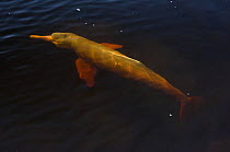 Pink / Amazon river dolphin (Inia geoffrensis) in the Negro River, municipality of Novo Airo, Amazonas State, Brazil.