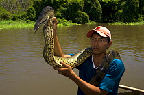 Descendant of Indians showing an Anaconda (Eunectes murinus) to tourists during a tour, Manaus, Amazonas, Brazil.