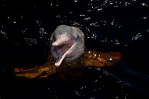 Pink / Amazon river dolphin (Inia geoffrensis) in the Negro River, municipality of Novo Airo, Amazonas State, Brazil.