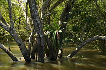 Rainforest tree in Amazon "várzea" flooded rainforest on the banks of the Amazonas River, Amazonas State, Northern Brazil.