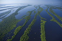 Aerial view of "igapó" flooded Amazon Rainforest, in Negro River, north of Manaus city, Amazonas State, Northern Brazil.