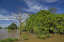 Mungubeira tree (Pseudobombax munguba) in the floodplain during flood season of Amazonas River, near Manaus city, Amazonas State, Northern Brazil.