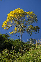 Yellow poui tree (Handroanthus serratifolius) flowering on the banks of the Madeira River, Rondônia State, Western Brazil.