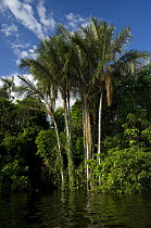 "Jauari" palms (Astrocaryum jauari) in the "Igapó" Amazon flooded rainforest of Anavilhanas Ecological Station during the 2007 flood. Negro River, Amazonas State, Northern Brazil.