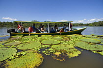 Tourists viewing the Giant Water Lilies (Victoria regia) during tour to the meeting of the waters and the Amazon Rainforest, near Manaus city, Amazonas State, Northern Brazil.