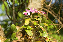 Orchid {Cattleya violacea} in the "igapó" Amazon flooded rainforest, Anavilhanas Ecological Station, Negro River, Amazonas State, Northern Brazil.