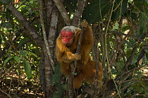 Male Red uakari monkey (Cacajao calvus rubicundus) in Amazon rainforest, Amazonas State, Northern Brazil. Endangered