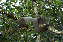 Male Humboldts Woolly Monkey (Lagothrix lagotricha cana) resting in canopy of Amazon upland rainforest, Amazonas State, Brazil.