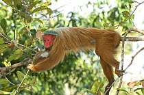 Female Red Uakari (Cacajao calvus rubicundus) resting in canopy of Amazon Rainforest, Amazonas State, Northern Brazil. Endangered