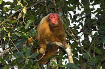 Male Red Uakari (Cacajao calvus rubicundus) resting in canopy of Amazon Rainforest, Amazonas State, Northern Brazil. Endangered
