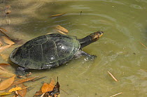 Giant Arrau Turtle (Podocnemis expansa) captive, National Institute for Research on the Amazon, Manaus city, Amazonas State, Northern Brazil.