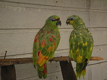 Festive Amazon parrot (Amazona festiva) and Orange-winged Amazon parrot (Amazona amazonica) captive, with strong contrast in the pigmentation of their feathers, in Manaus city, Amazonas State, Brazil.