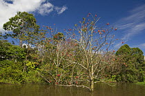 Flooded Amazon várzea rainforest with fruiting "Mungubeira" trees (Pseudobombax munguba) Terra Santa Lake, near Terra Santa town, Pará State, Brazil. This is not a protected area.