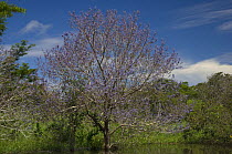 Flooded Amazon várzea rainforest with flowering "Tarum" tree, Terra Santa Lake, near Terra Santa town, Pará State, Brazil. This is not a protected area.