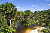 "Buriti" palm trees (Mauritia flexuosa) along a watercourse / igarapé  near Manaus city, Amazonas State, Northern Brazil.