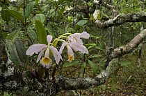 Orchid {Cattleya eldorado} in the ^campina^ vegetation, at Campina Biological Reserve of the National Institute for Research in the Amazon, Amazonas State, Northern Brazil.