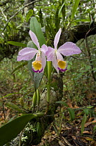 Orchid {Cattleya eldorado} in the ^campina^ vegetation, at Campina Biological Reserve of the National Institute for Research in the Amazon, Amazonas State, Northern Brazil.