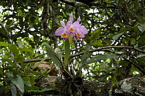 Orchid {Cattleya eldorado} in the "campina" vegetation, at Campina Biological Reserve of the National Institute for Research in the Amazon, Amazonas State, Northern Brazil.