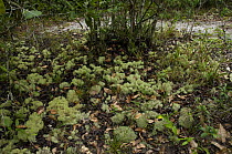 Lichens (Cladonia sp) growing on the rainforest floor in the "campina" vegetation, at Campina Biological Reserve of the National Institute for Research in the Amazon, Amazonas State, Northern Brazil.