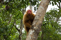 Female Red Uakari monkey (Cacajao calvus rubicundus) in Amazon Rainforest, Amazonas State, Northern Brazil. Endangered
