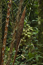 Palm {Astrocaryum acaule} in rainforest, Cuieiras Biological Reserve, near Manaus city, Amazonas State, Northern Brazil.
