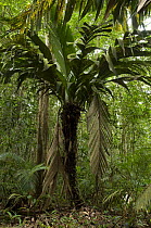 "Buçu" palm tree (Manicaria saccifera) near the watercourse of Cuieiras Biological Reserve, Amazonas State, Northern Brazil.