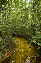 Igarap / watercourse in the upland Amazon rainforest of Cuieiras Biological Reserve, Amazonas State, Northern Brazil.