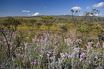 Wildflowers flowering in rocky soil in Cerrado vegetation, Chapada dos Veadeiros, near Chapada dos Veadeiros National Park, Gois State, Central Brazil.