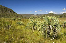 "Buti" palm tree (Butia eriospatha) in the savannah of Chapada dos Veadeiros, near Chapada dos Veadeiros National Park, Cerrado region of Gois State, Central Brazil.