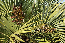 Inflorescence of "buti" palm tree (Butia eriospatha) at Chapada dos Veadeiros, near Chapada dos Veadeiros National Park, in the Cerrado region of Gois State, Central Brazil.