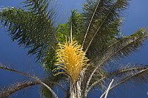Inflorescence of Palm {Attalea sp} Cerrado vegetation, in Goiás State, North of Brasília city, Central Brazil.