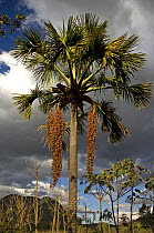 "Buriti" Palm tree (Mauritia flexuosa) with fruits hanging down, Cerrado vegetation at Chapada dos Veadeiros, Gois State, Central Brazil.
