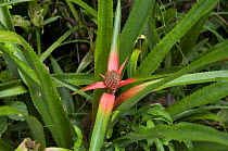 Bromeliad (Ananas parguazensis), a type of wild pineapple, in Upland terra-firme Rainforest, Maracá Island, Roraima State, Northern Brazil.